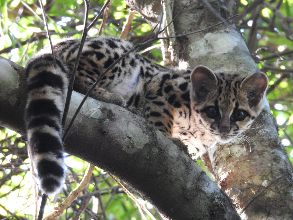 A Margay