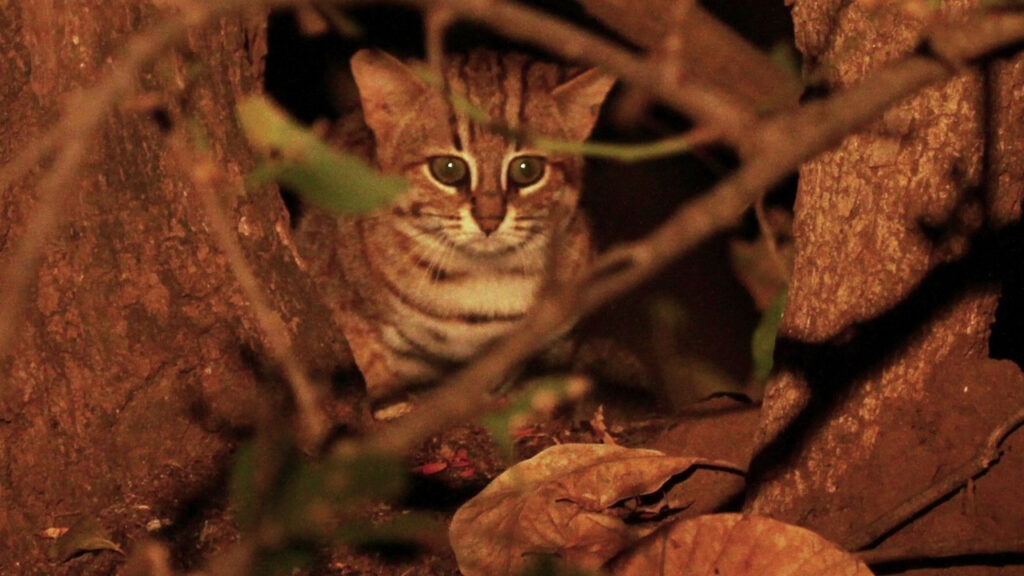 A Rusty-spotted Cat at night