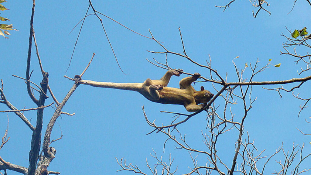 A Kinkajous