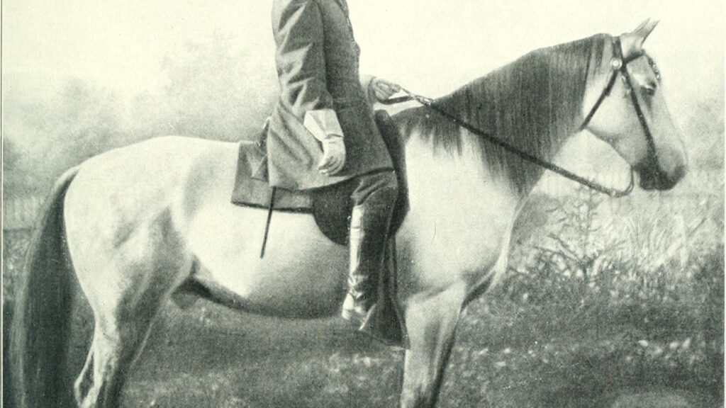 Traveller the horse