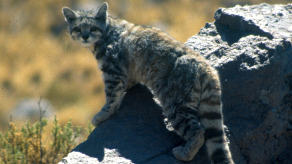 An Andean Mountain Cat