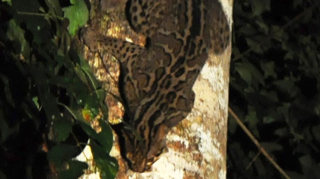A Marbled cat
