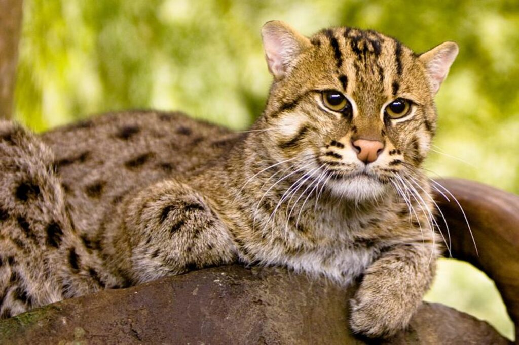 A Fishing cat