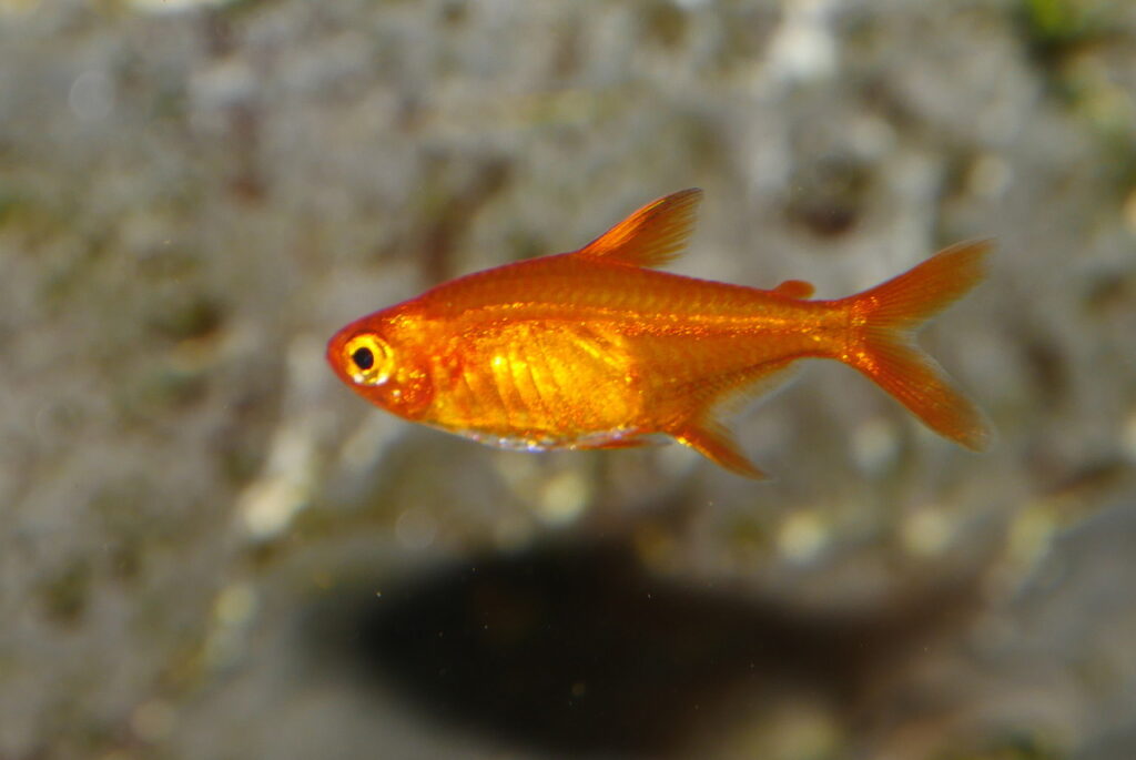 An Ember Tetra