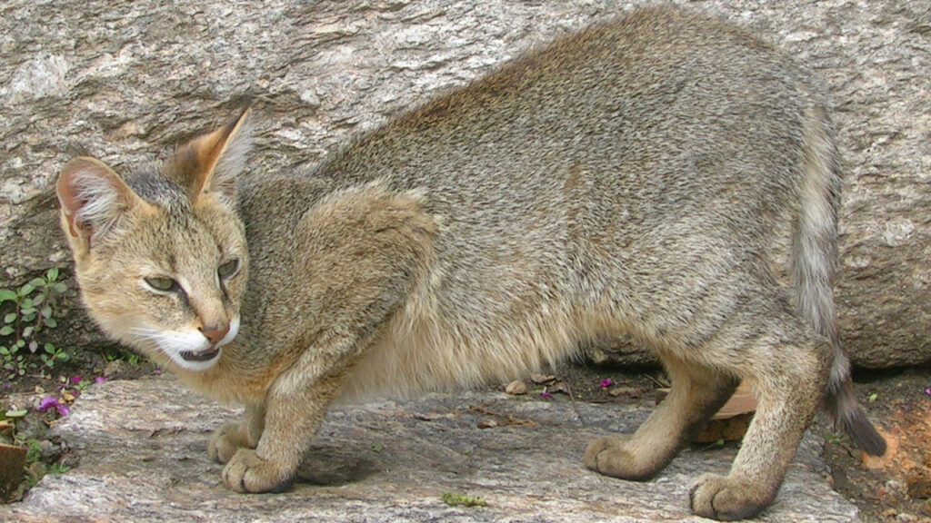 A Jungle Cat