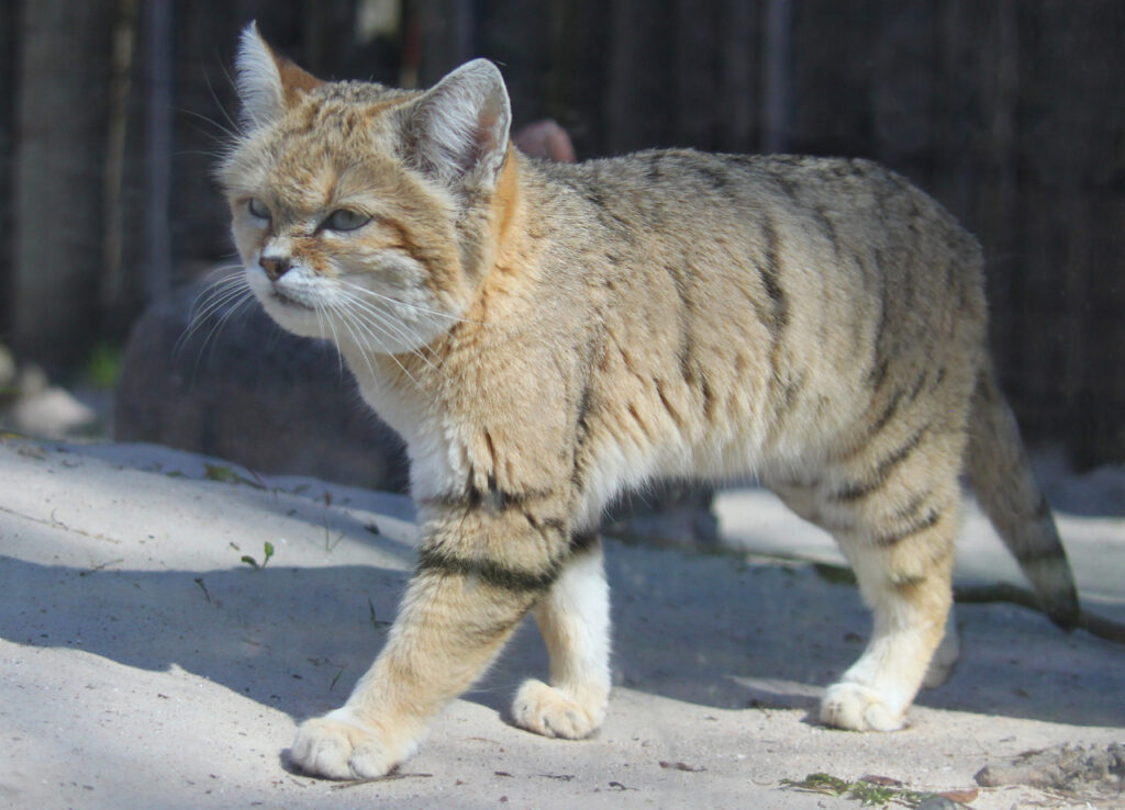 A Sand cat