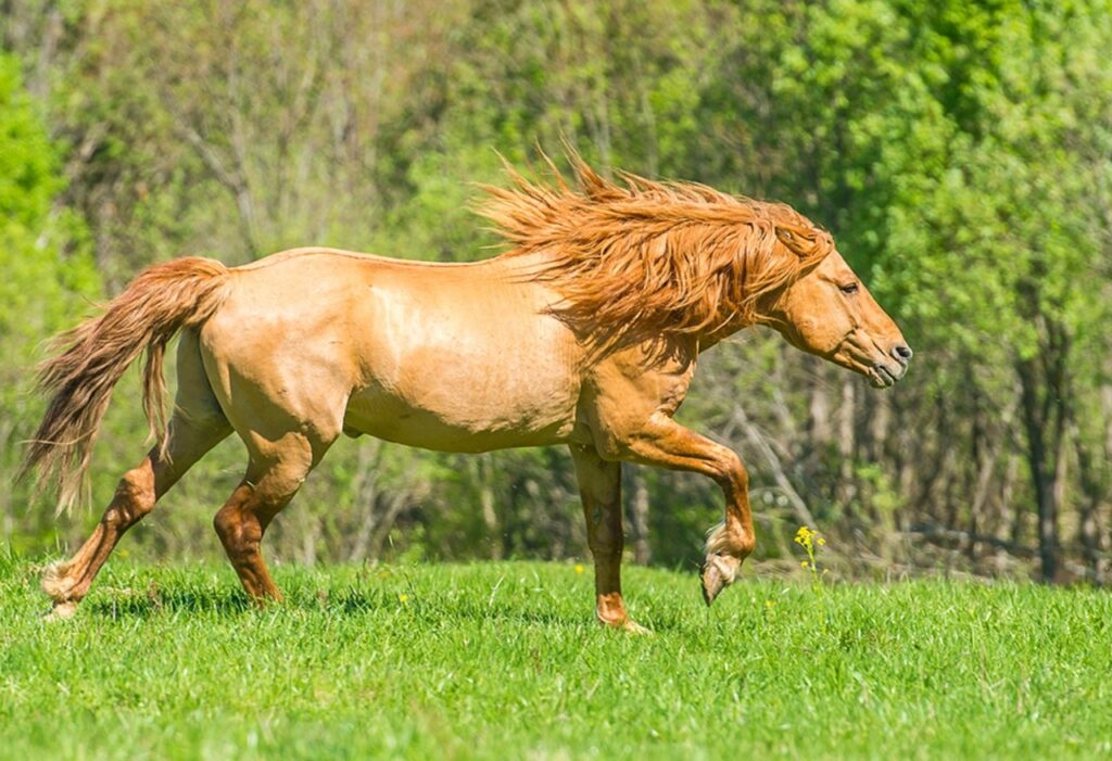 A Bashkir horse