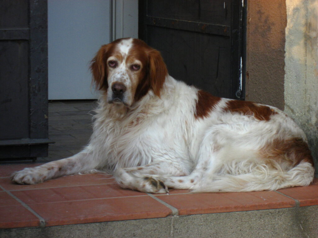 An Irish Red and White Setter resting