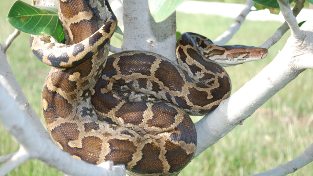 An Indian Python