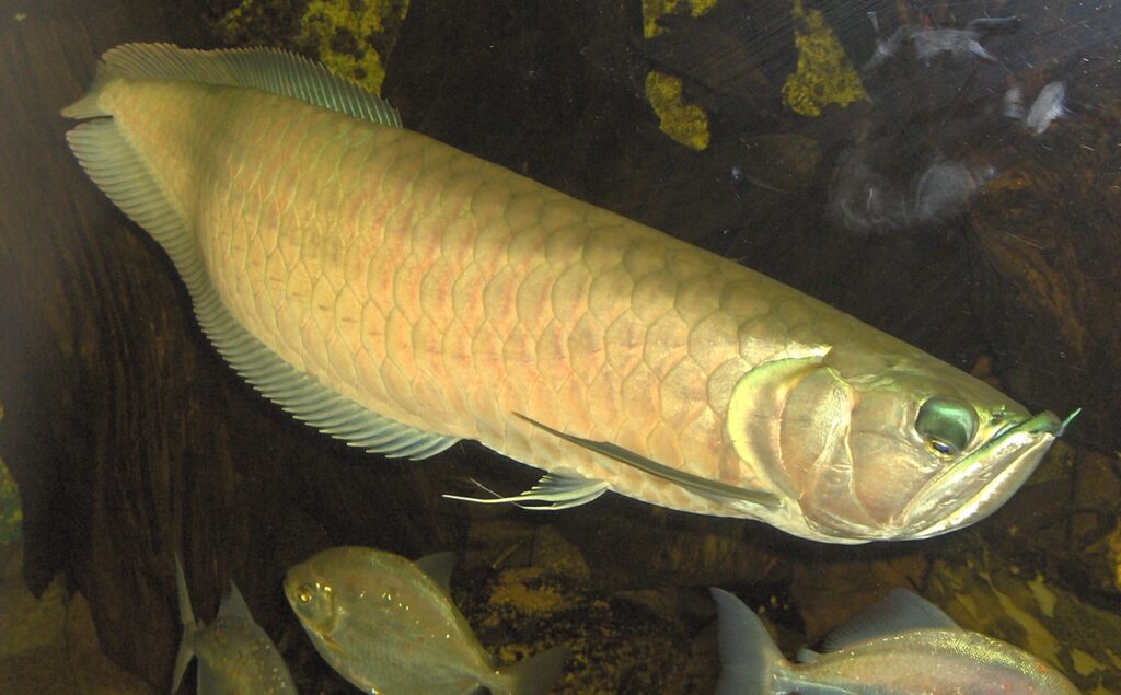 A Silver arowana