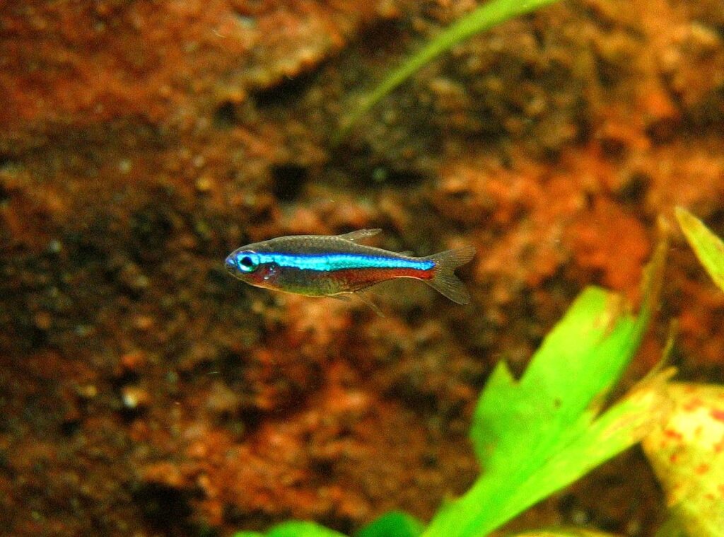 A Green Neon Tetra