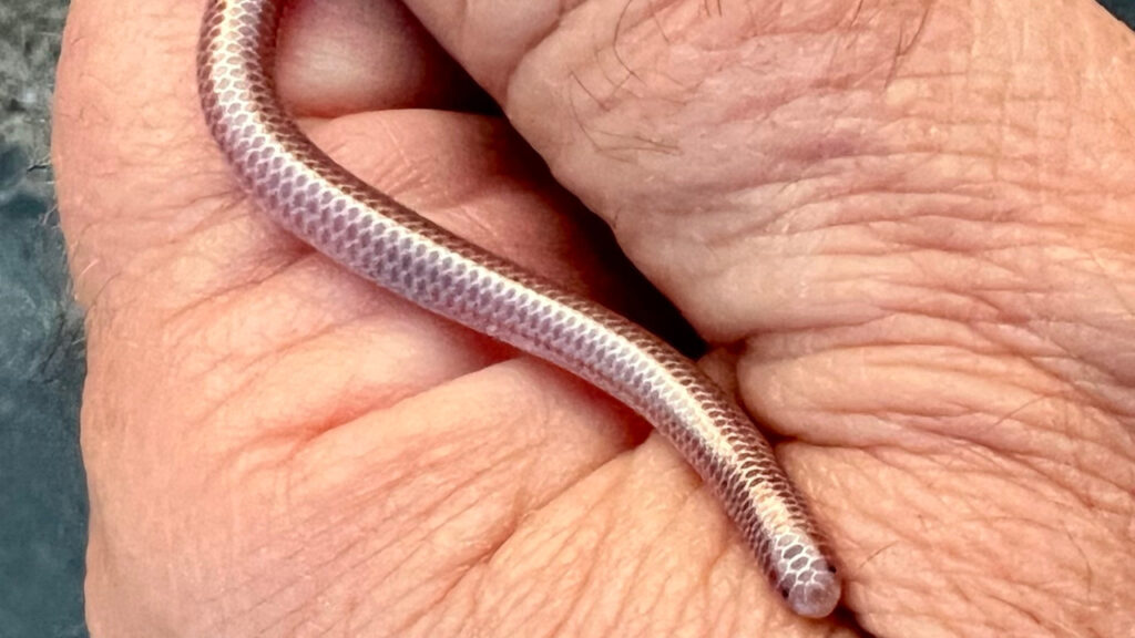 A Western Blind Snake
