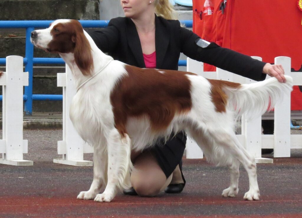 An Irish Red and White Setter