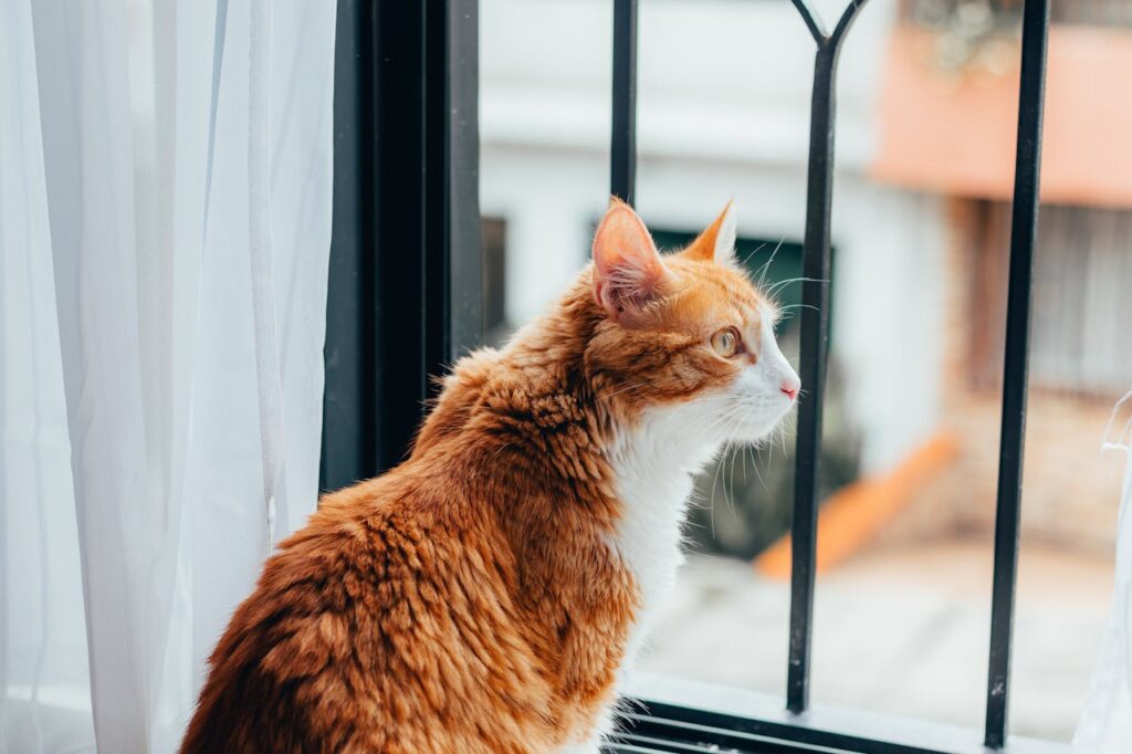 Ginger Cat Sitting on the Window