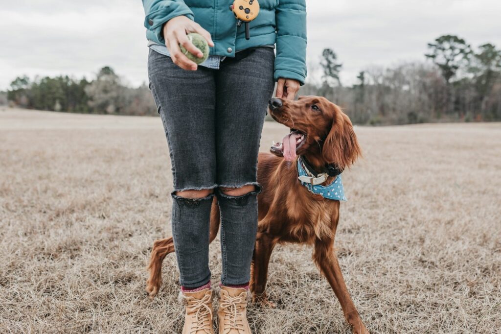 Irish Setter with woman