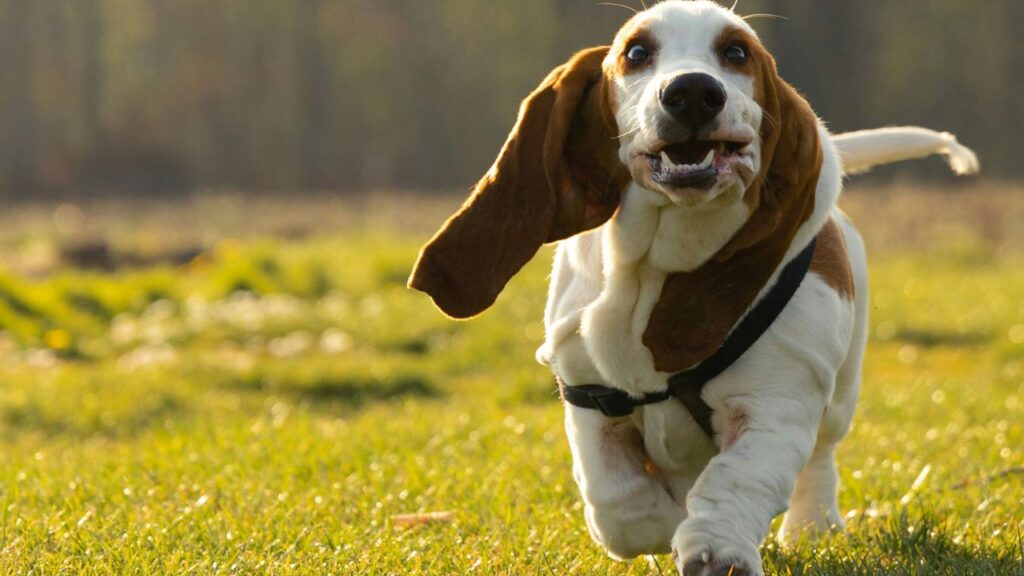 Basset Hound