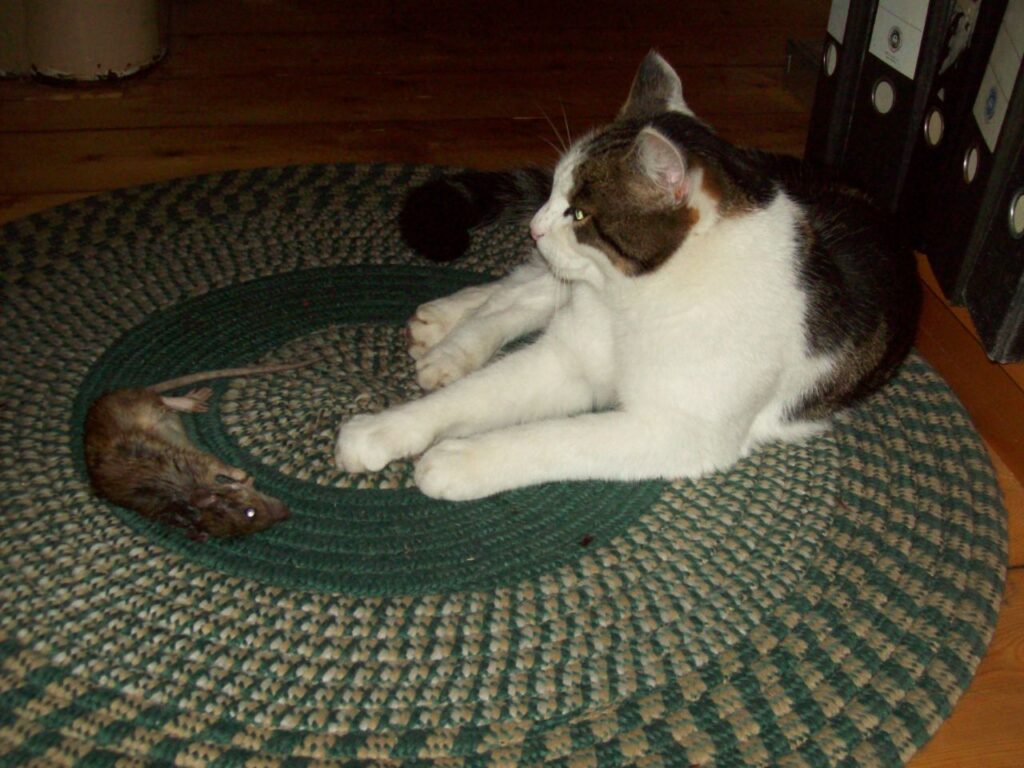 Cat and mouse