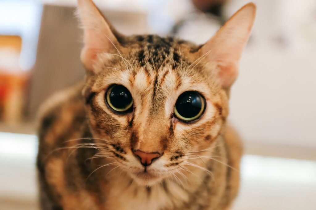 Cat closeup looking into camera