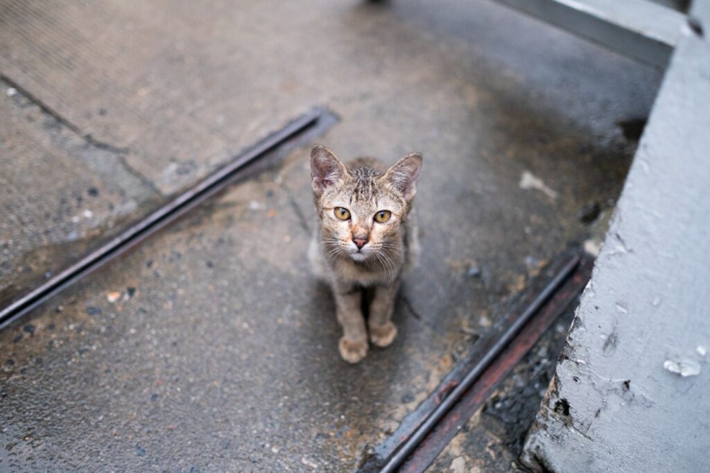Cat in Rainfall