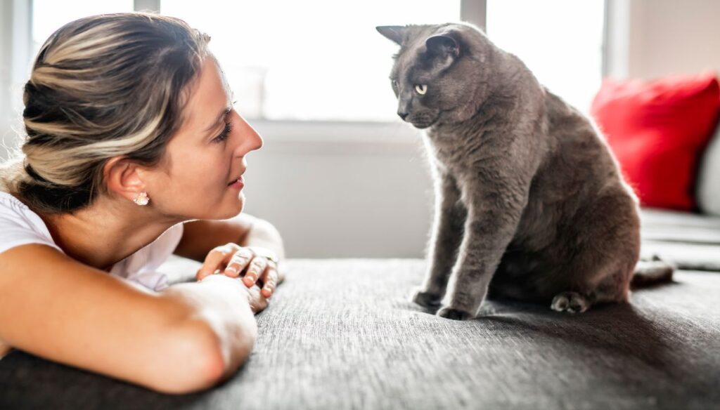 Cat looking at a person