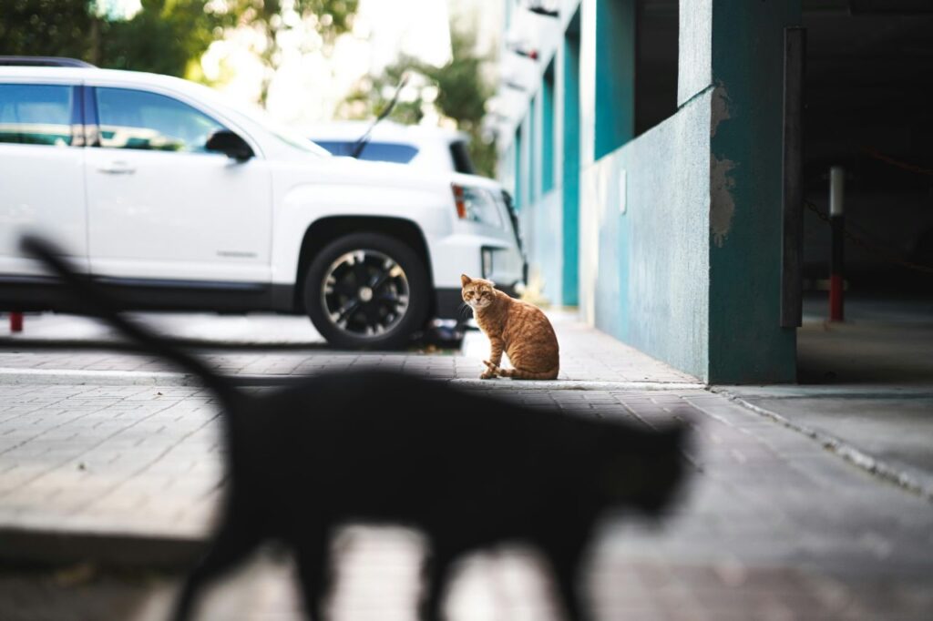 Cat with car