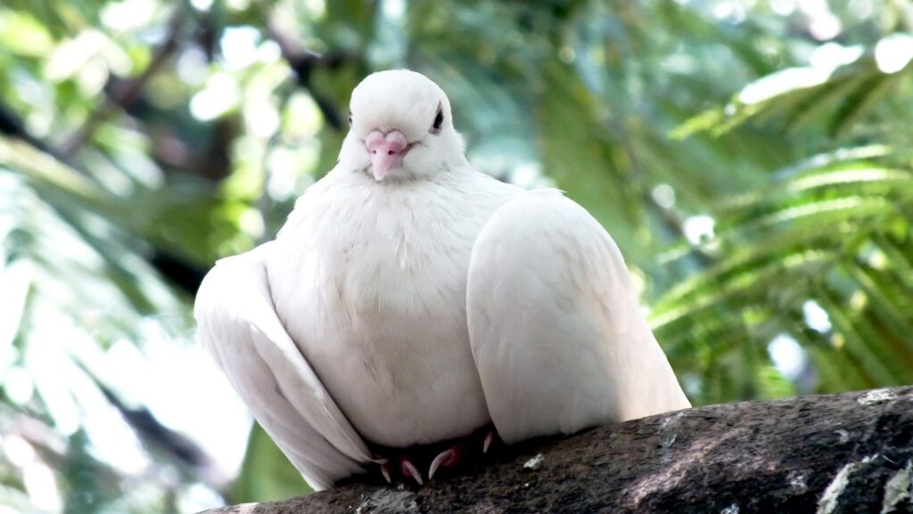 Dove