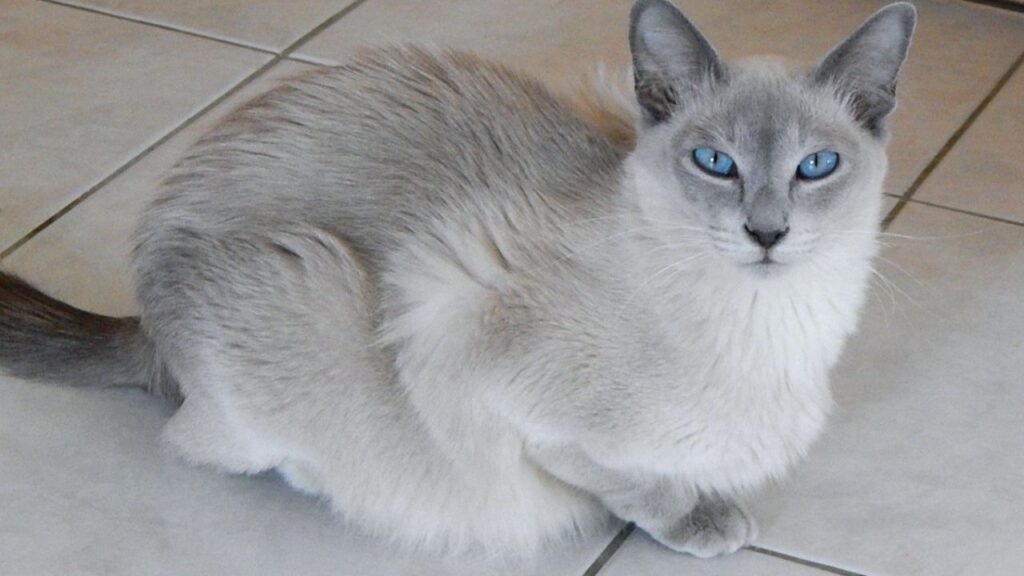 tonkinese cat