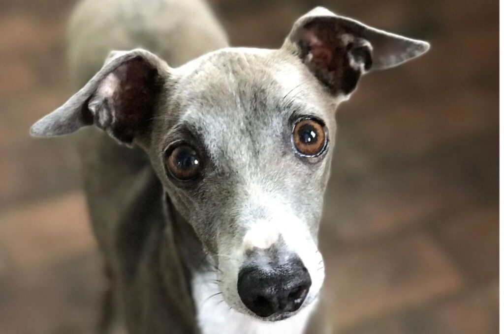 Blue Coated Italian Greyhound