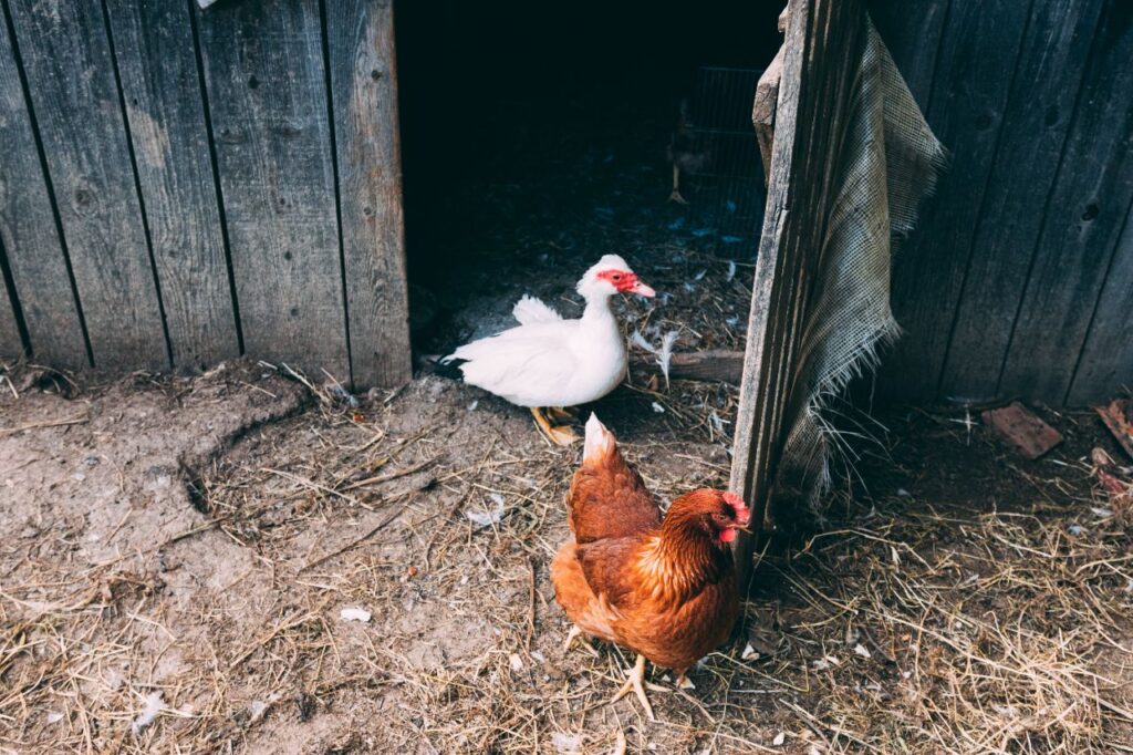 Chicken and duck