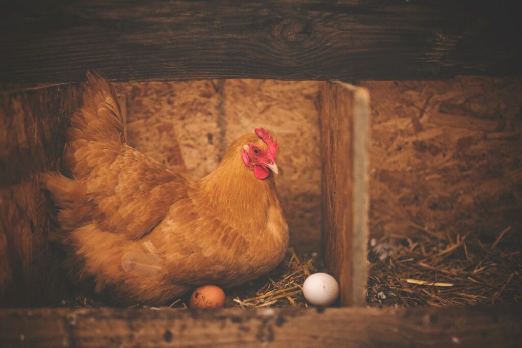 Chicken laying eggs