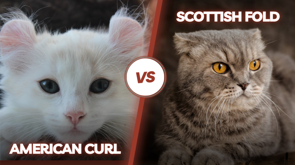 american curl and scottish fold cat breed differences