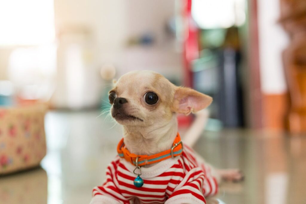 Chihuahua dog wearing shirt