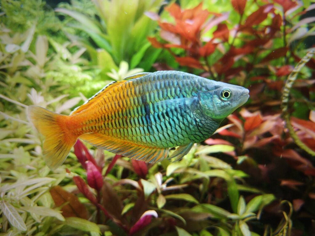 Boesemani Rainbowfish