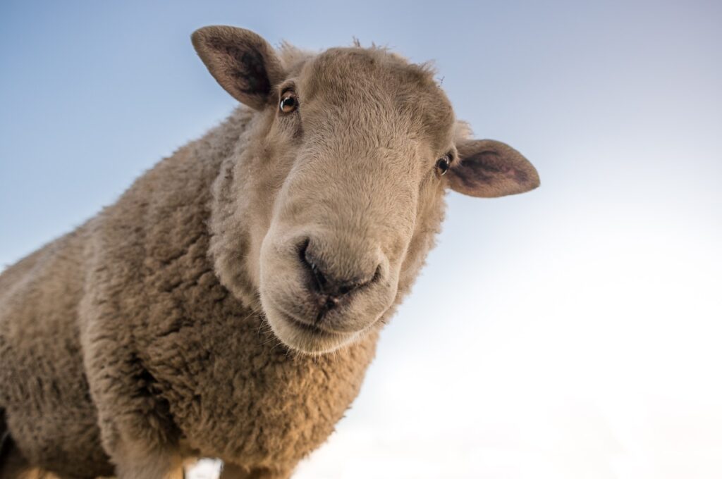 Closeup of a Sheep