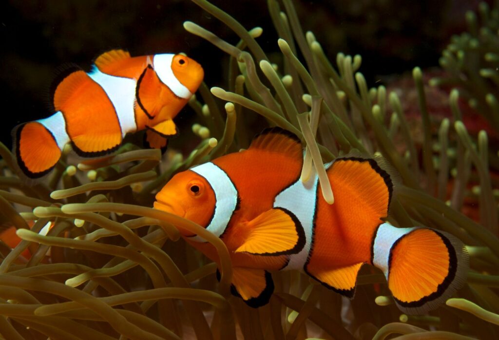 Clown Fish