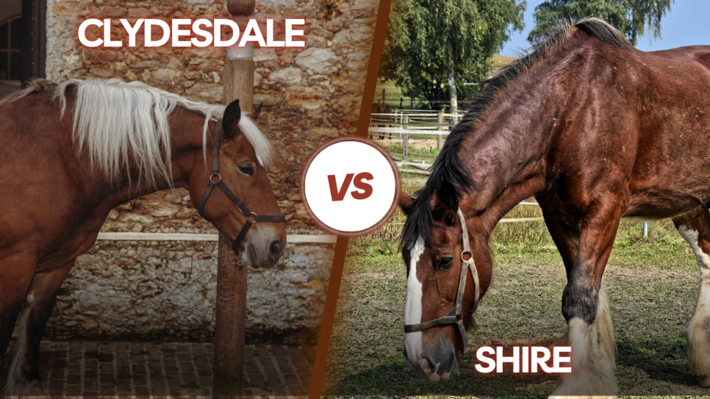 Clydesdale vs Shire
