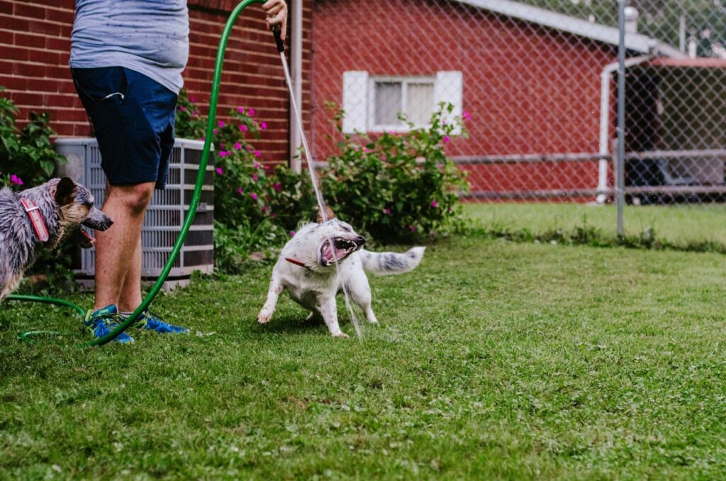 Australian Cattle Dog playing with water