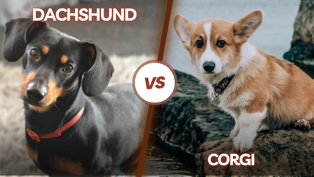 Dachshund vs Corgi
