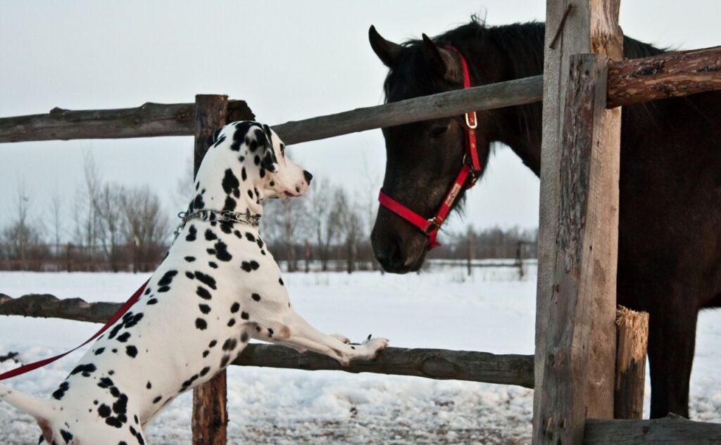 dalmatian dog and farm horse outdoor in winter