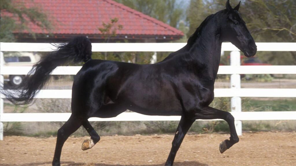 American Saddlebred