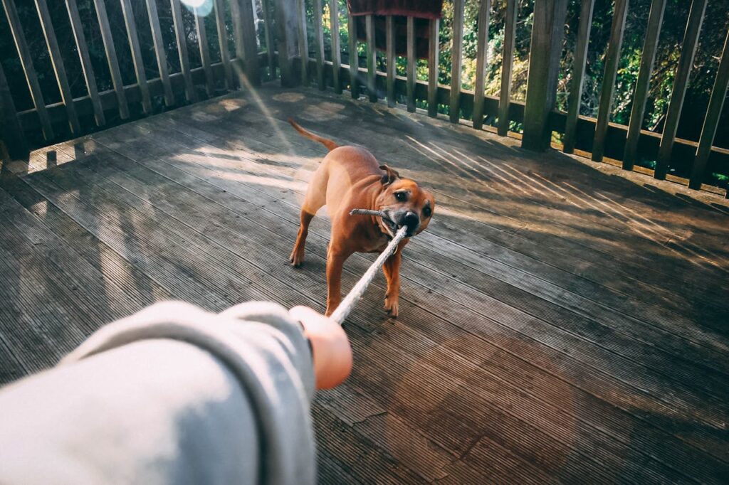 10 Signs Your Dog Overreacts 