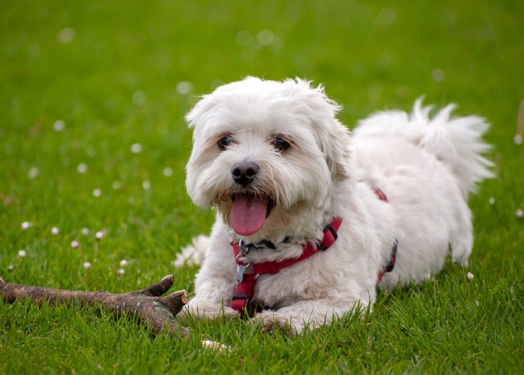 Havanese Dog sitting