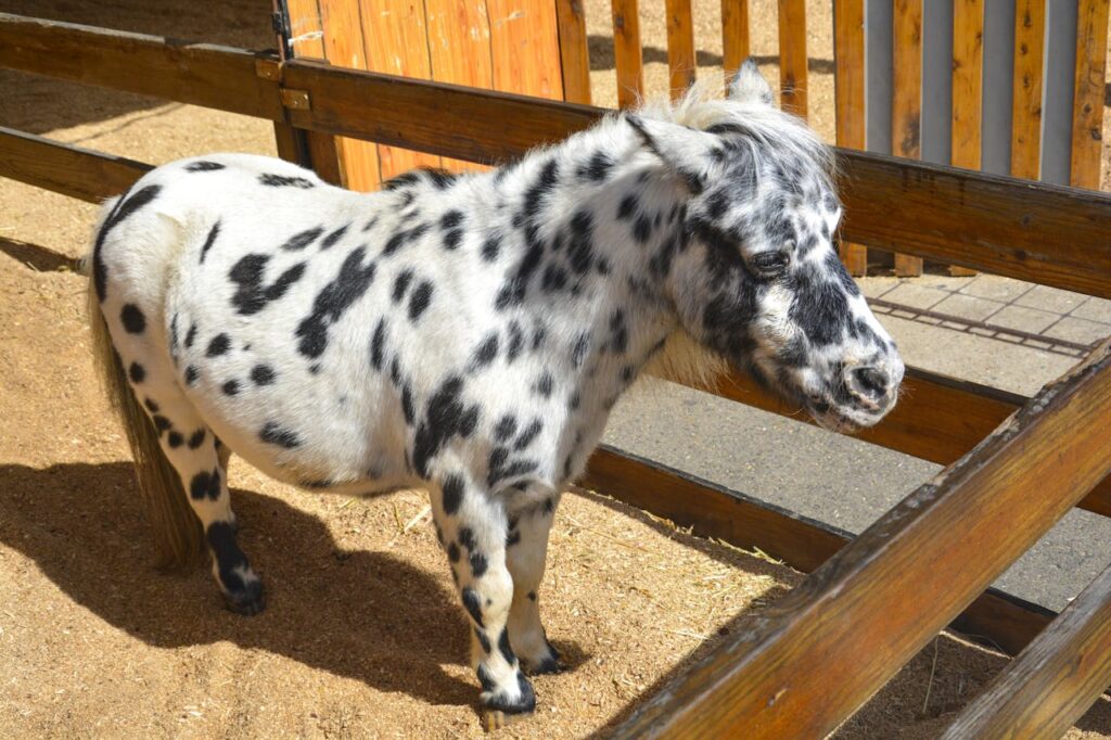 Miniature horse inside wooden fence