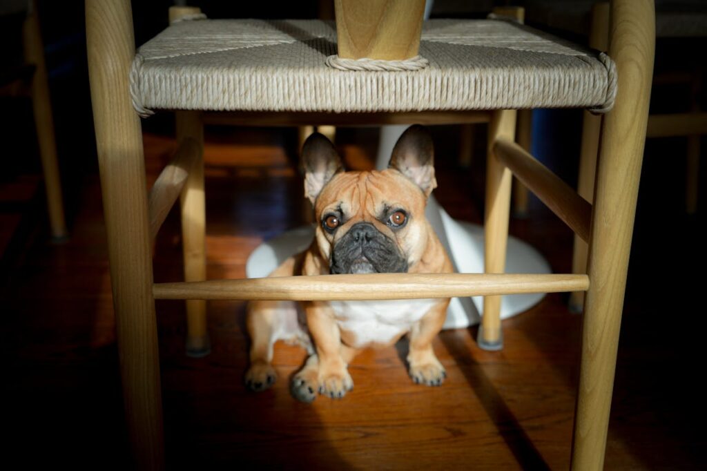 10 Signs Your Dog Overreacts 