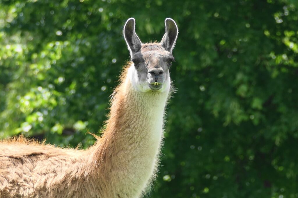 A Llama
