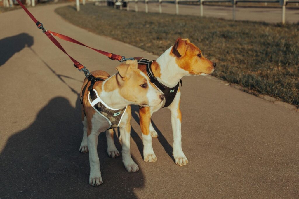 Dog Walk