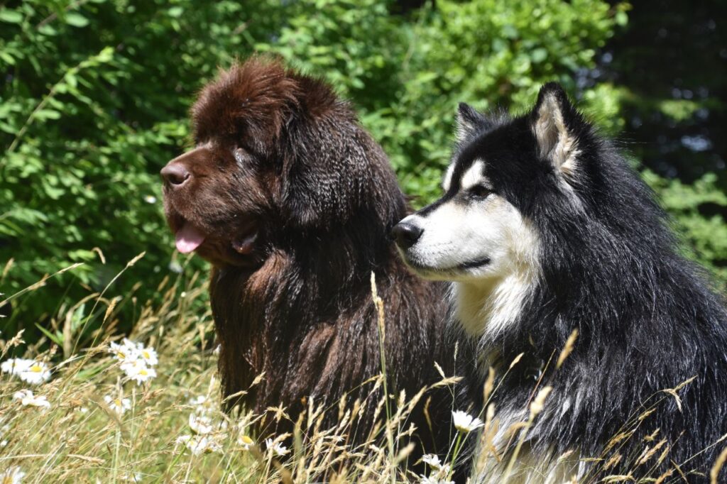 Siberian Husky and Newfoundland