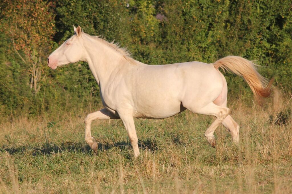 American White Horse