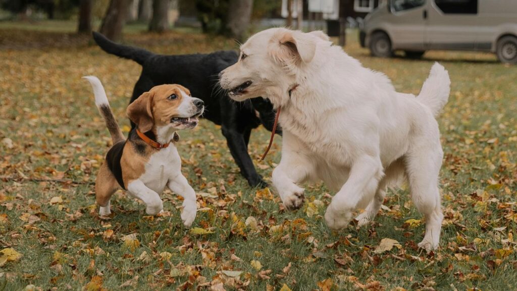 Beagle and Golden Retriever