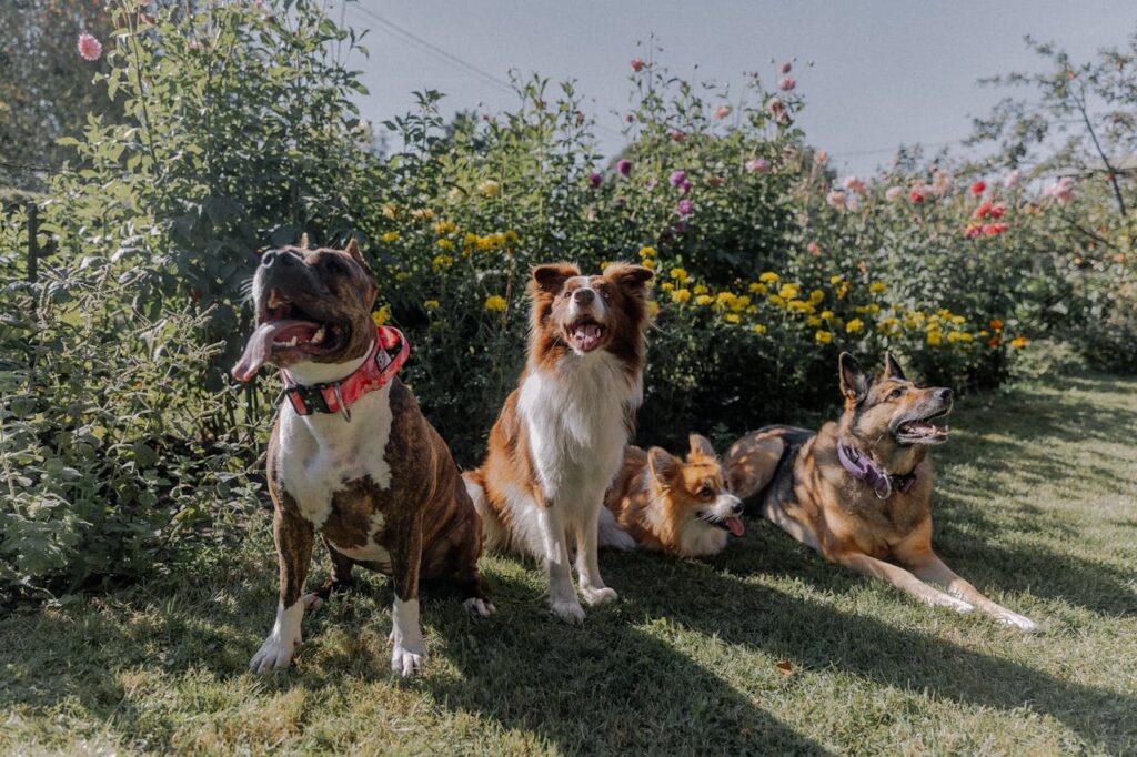 Group of dogs in garden